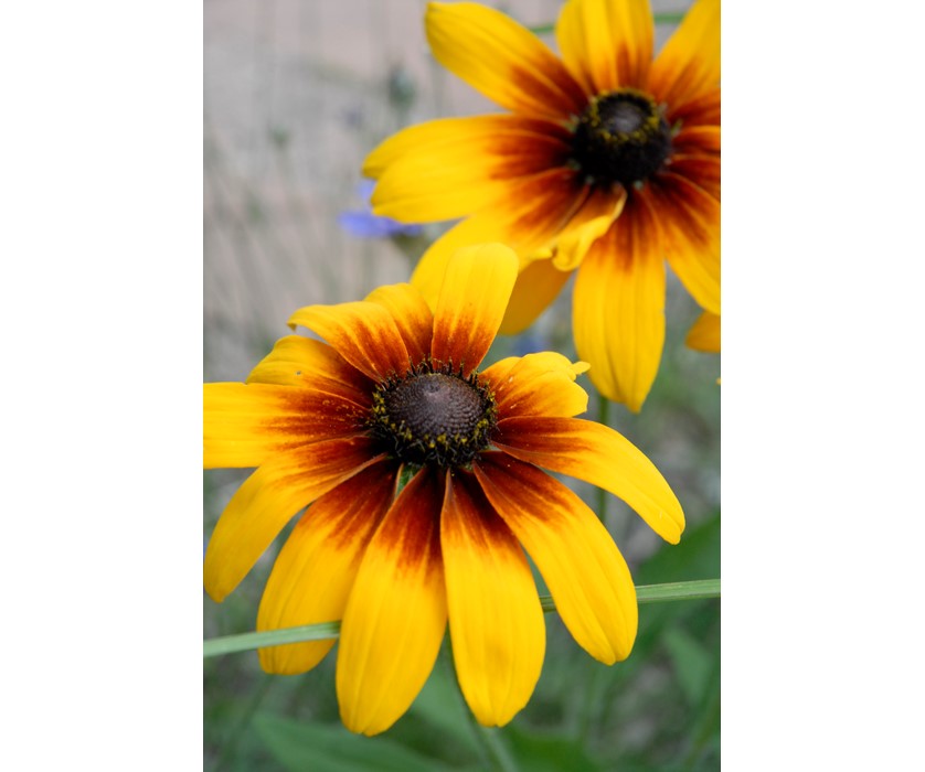 Black-eyed Susan